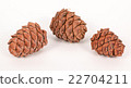 Pine cones on a white background 22704211