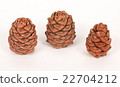 Pine cones on a white background 22704212