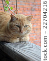 Rustic red cat 22704216