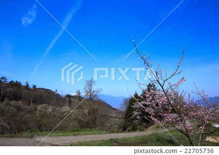 Togenokyo的春天 22705736