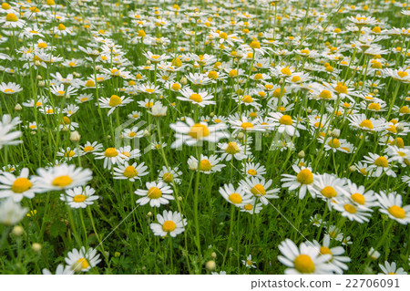 Blooming Chamomile field 22706091