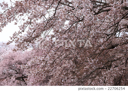 Sageji的櫻花盛開 22706254