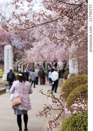 Sageji的櫻花盛開 22706255