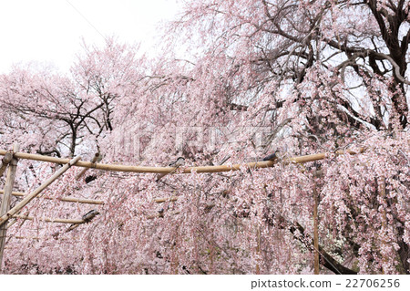 Sageji的櫻花盛開 22706256