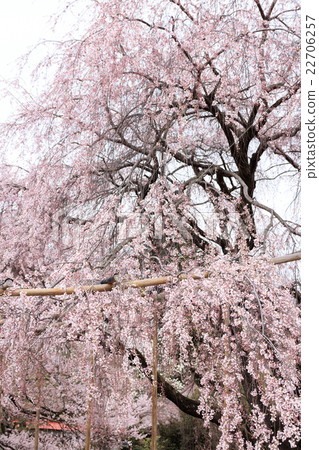 Sageji的櫻花盛開 22706257