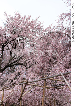 Sageji的櫻花盛開 Sageji的櫻花盛開 22706258