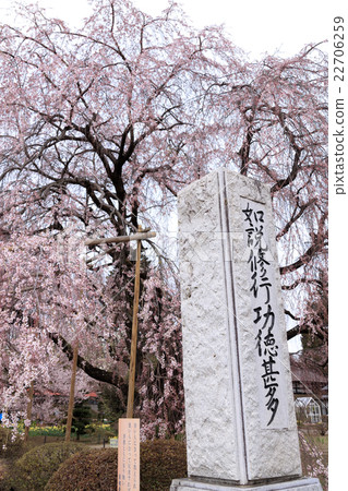 Sageji的櫻花盛開 22706259