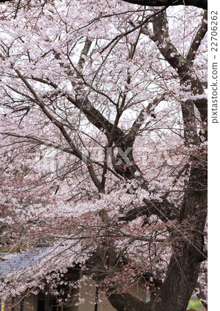 Sageji的櫻花盛開 22706262