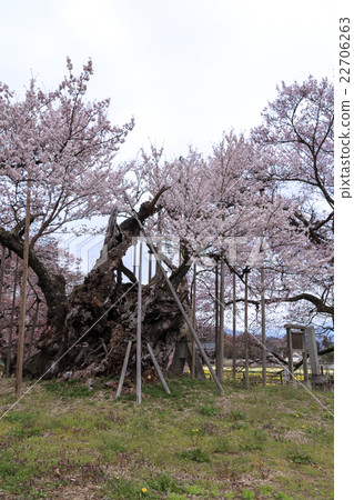 Sageji的櫻花盛開 22706263