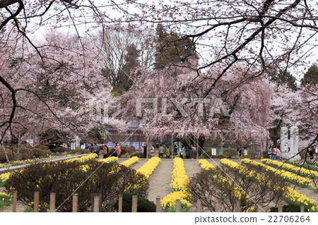 Sageji的櫻花盛開 Sageji的櫻花盛開 22706264