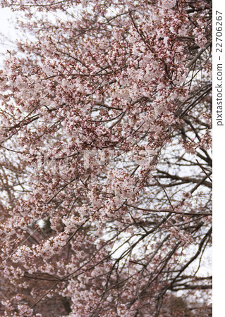 Sageji的櫻花盛開 22706267