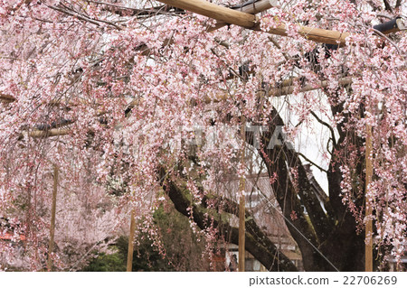 Sageji的櫻花盛開 22706269