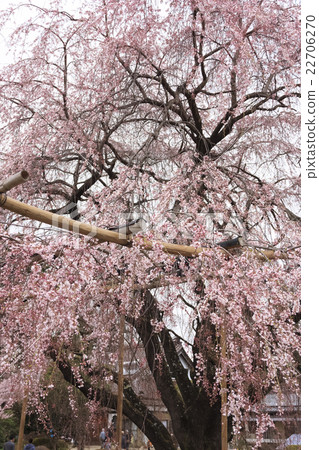 Sageji的櫻花盛開 22706270