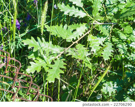 young oak tree twig 22706290