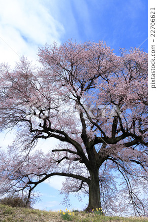 Cherry blossoms at Mizuka 22706621