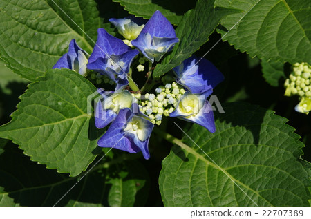 Ashikaga is a flower park hydrangea 22707389
