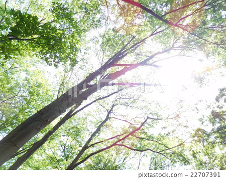 The trees growing in the shining sky 22707391