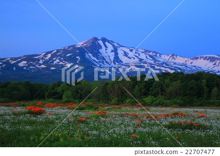 Chokaiyama桑樹木蟹沼澤地 Chokaiyama桑樹木蟹沼澤地 22707477