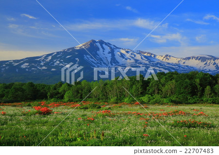 Chokaiyama mulberry wood crab marshland 22707483