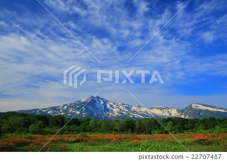 Chokaiyama桑樹木蟹沼澤地 Chokaiyama桑樹木蟹沼澤地 22707487