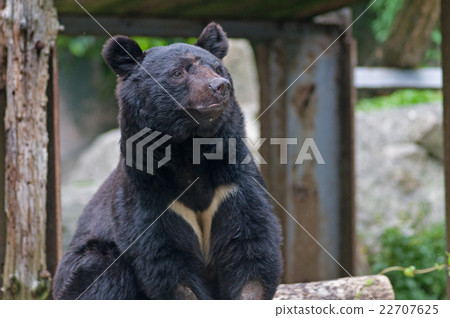 Asian black bears 22707625