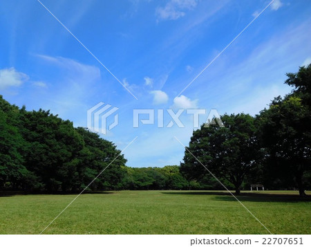 Grassy plaza in a fine sunny morning forest park 22707651