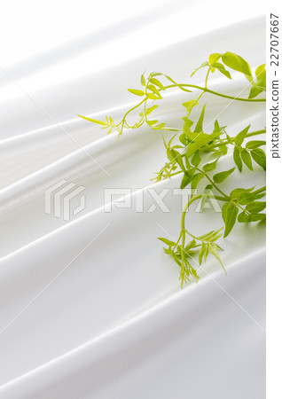 Smilax Smilax 22707667