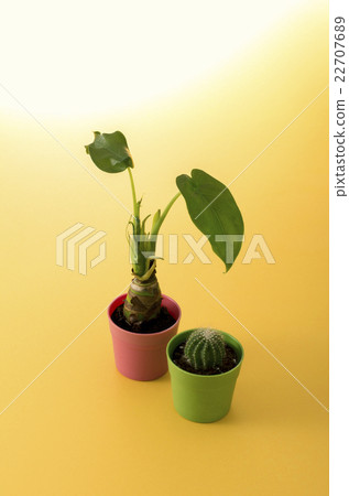 Foliage plant Foliage plant 22707689