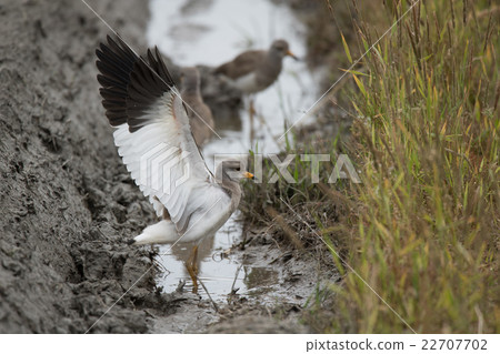 Keli幼鳥在巢附近 Keli幼鳥在巢附近 22707702