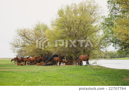 horses resting under trees by the river horses resting under trees by the river 22707764