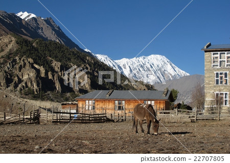 Grazing mule in Manang 22707805