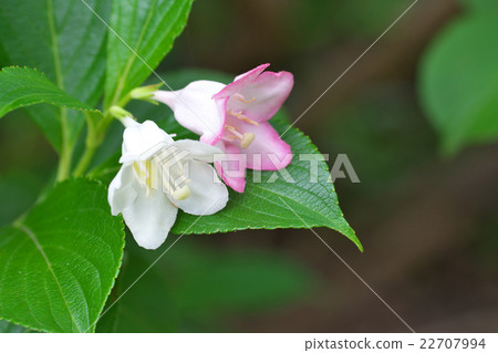 Deutzia gracilis Deutzia gracilis 22707994