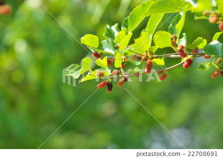 Mulberry fruit Mulberry fruit 22708691