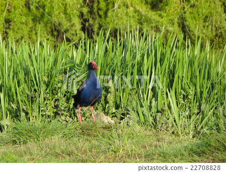 Pukeko 22708828