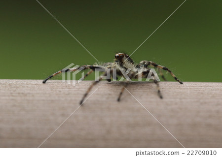 Creatures spiders Madarajiji Hetri, male. I am concentrating on searching for food regardless of who I am. Creatures spiders Madarajiji Hetri, male. I am concentrating on searching for food regardless of who I am. 22709010