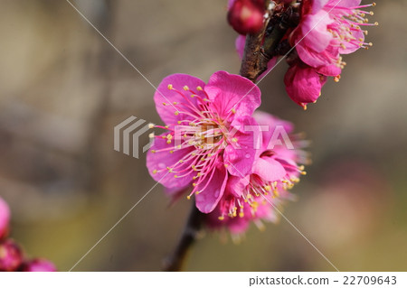 The plum of Expo Memorial Park The plum of Expo Memorial Park 22709643