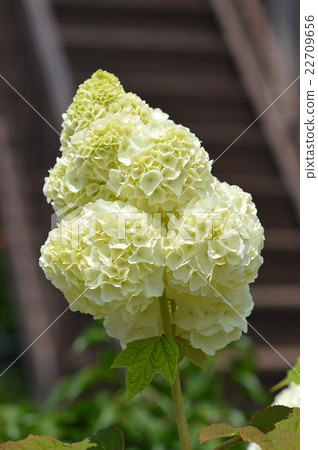 Kashiba Hydrangea (Kaikea Hydrangea) 22709656