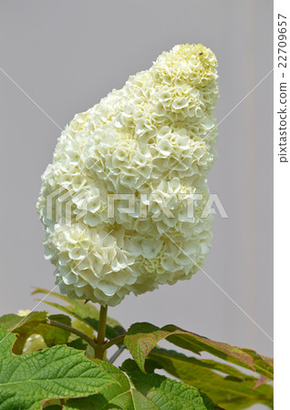 Kashiba Hydrangea (Kaikea Hydrangea) 22709657