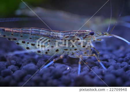 shrimp  22709948