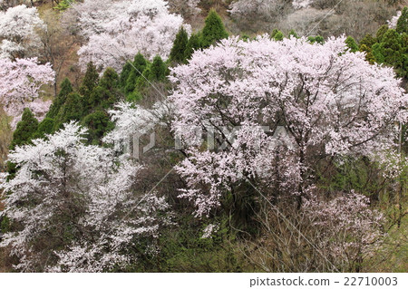 Kurokawa Sakura no Mori 22710003