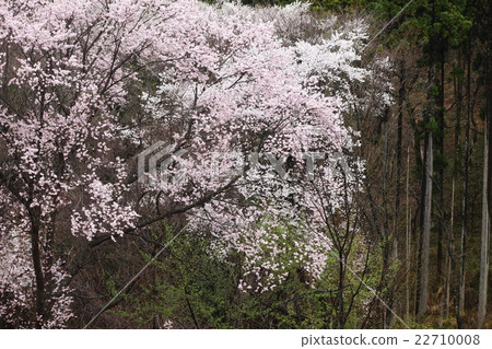 Kurokawa Sakura no Mori 22710008