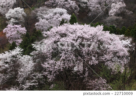 Kurokawa Sakura no Mori Kurokawa Sakura no Mori 22710009