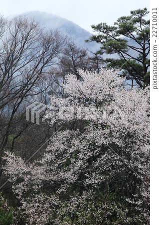 Kurokawa Sakura no Mori 22710011