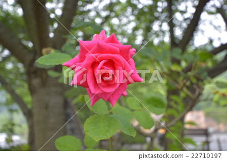 Pink rose one wheel 22710197