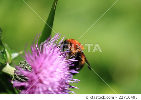 Tiger bumblebee and thistle ⑤ Tiger bumblebee and thistle ⑤ 22710493