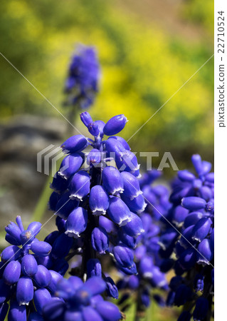 Flower Mother Temple 22710524