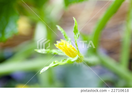 黃瓜花 22710618