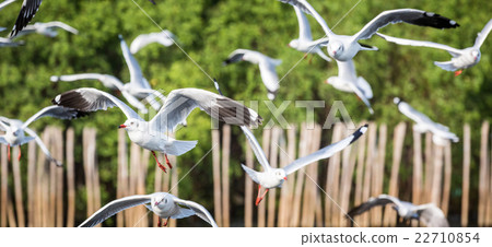 flying seagull flying seagull 22710854