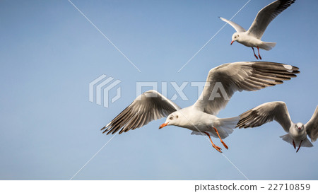 flying seagull flying seagull 22710859