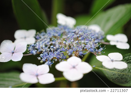 hydrangea hydrangea 22711307